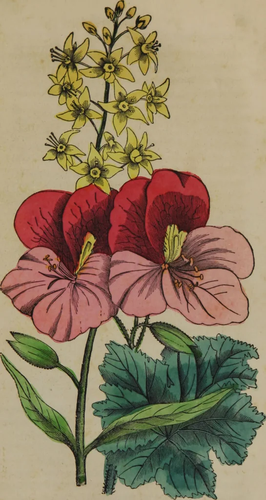 An illustration from Beauties of flora, and outlines of botany : with a language of flowers : a perennial offering / by John B. Newman ; the whole illustrated by splendidly colored engravings by Lewis & Brown., 1848, leaf 71