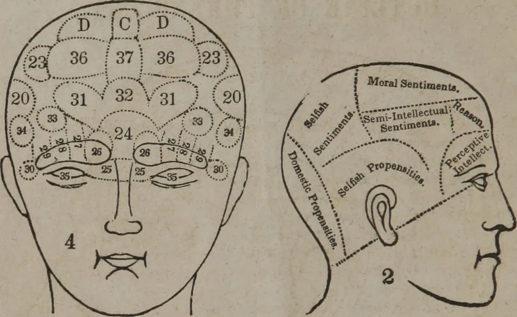 An illustration from Phrenological chart, presenting an outline of phrenology : the names and explanations of the different primitive faculties, an analysis of their relative degrees of developement, with the phrenological character and talents of [blank] as given by [blank]., 1841, leaf 2