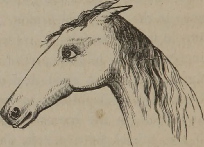 An illustration from Outlines of a new system of physiognomy : illustrated by numerous engravings indicating the location of the signs of the different mental faculties / by J.W. Redfield., 1849, leaf 10