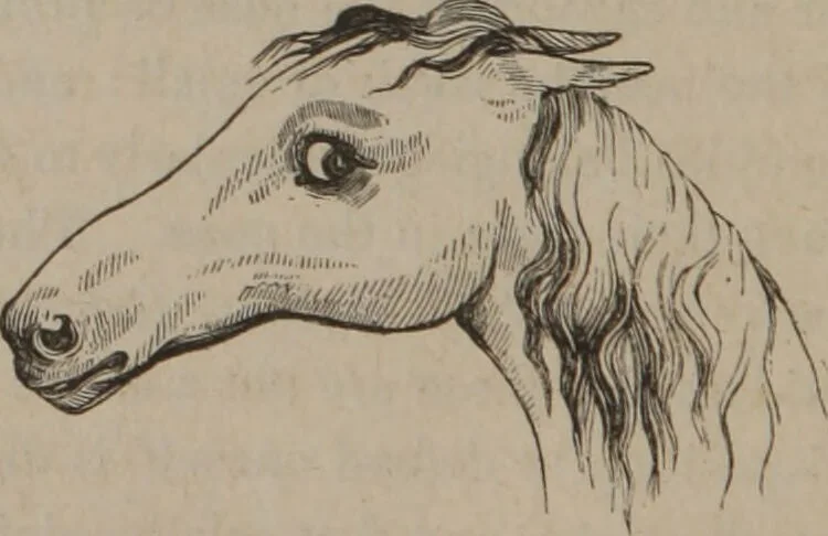 An illustration from Outlines of a new system of physiognomy : illustrated by numerous engravings indicating the location of the signs of the different mental faculties / by J.W. Redfield., 1849, leaf 8