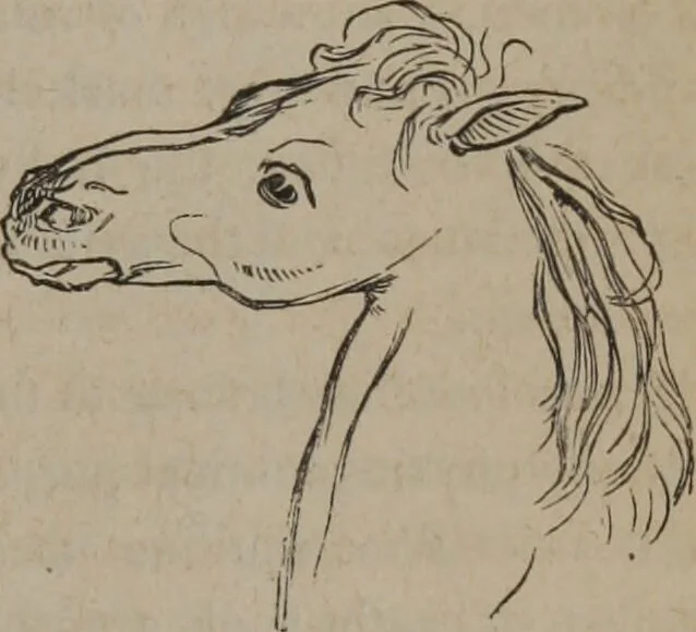 An illustration from Outlines of a new system of physiognomy : illustrated by numerous engravings indicating the location of the signs of the different mental faculties / by J.W. Redfield., 1849, leaf 9