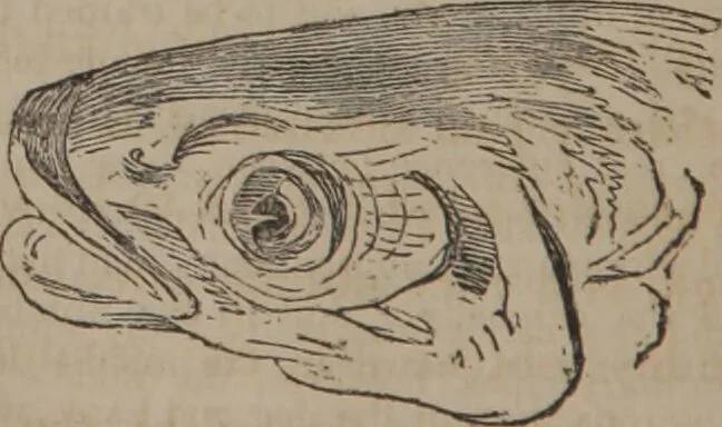 An illustration from The twelve qualities of mind, or, Outlines of a new system of physiognomy, no. II / by J.W. Redfield., 1850, leaf 24