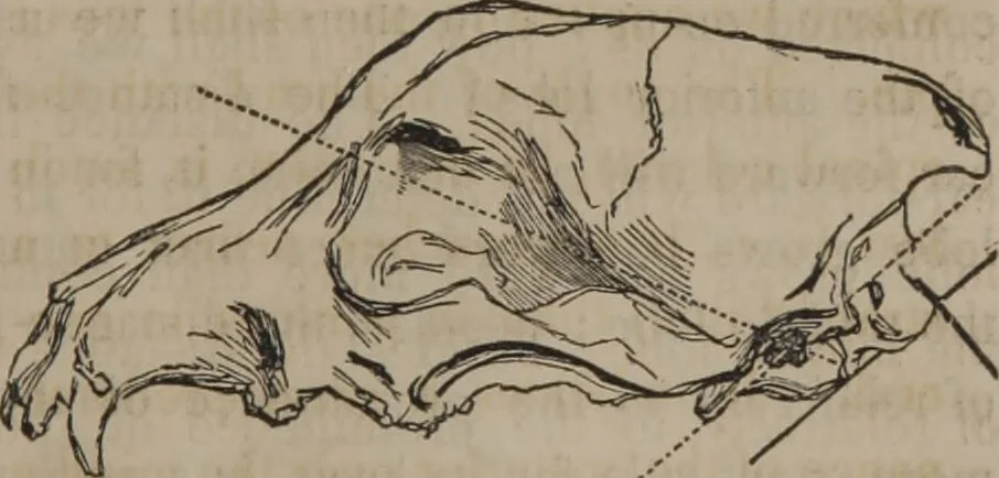 An illustration from The twelve qualities of mind, or, Outlines of a new system of physiognomy, no. II / by J.W. Redfield., 1850, leaf 27