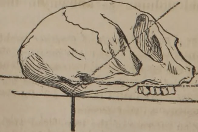 An illustration from The twelve qualities of mind, or, Outlines of a new system of physiognomy, no. II / by J.W. Redfield., 1850, leaf 28