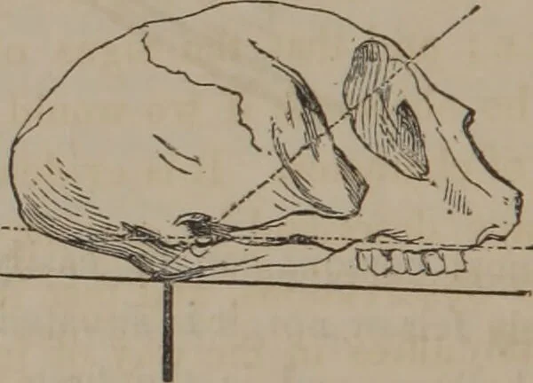 An illustration from The twelve qualities of mind, or, Outlines of a new system of physiognomy, no. II / by J.W. Redfield., 1850, leaf 32