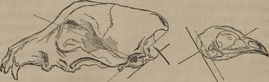 An illustration from The twelve qualities of mind, or, Outlines of a new system of physiognomy, no. II / by J.W. Redfield., 1850, leaf 32