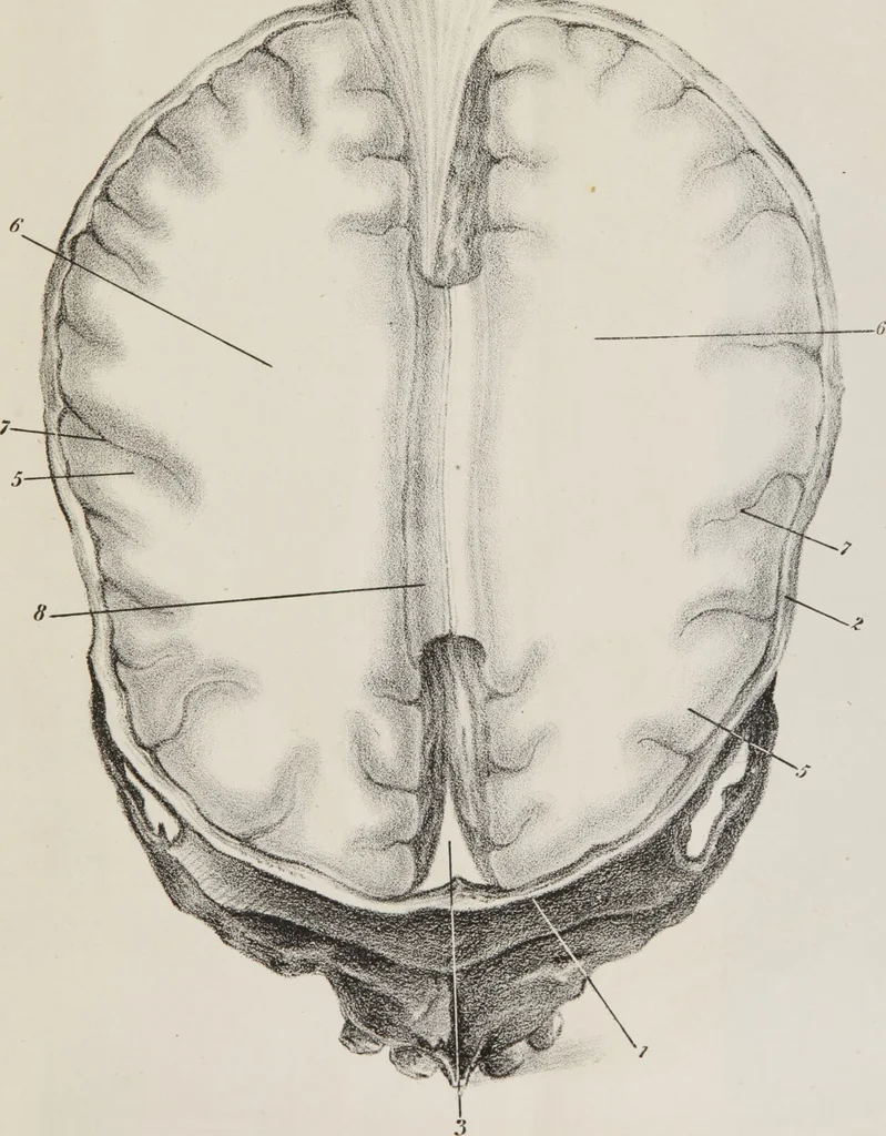 An illustration from An examination of phrenology : in two lectures : delivered to the students of the Columbian College, District of Columbia, February, 1837 / by Thomas Sewall., 1837, leaf 77