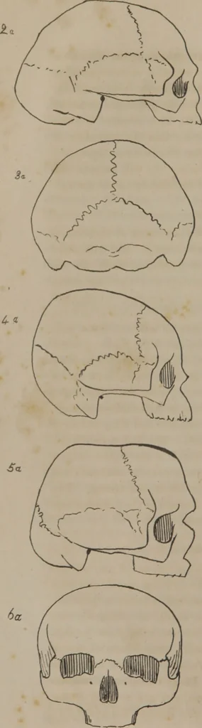 An illustration from Synopsis of phrenology : directed chiefly to the exhibition of the utility and application of the science to the advancement of social happiness / by Joshua Toulmin Smith., 1838, leaf 22