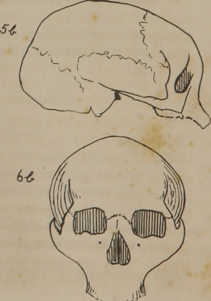 An illustration from Synopsis of phrenology : directed chiefly to the exhibition of the utility and application of the science to the advancement of social happiness / by Joshua Toulmin Smith., 1838, leaf 22