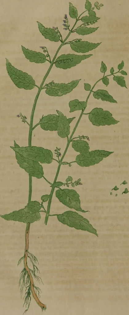 An illustration from A history of the introduction and use of Scutellaria lateriflora (scullcap,) as a remedy for preventing and curing hydrophobia : occasioned by the the bite of rabid animals ; with cases ; accompanied with a plate of the plant / by Lyman Spalding, M.D. : read before the New-York Historical Society, September 14, 1819., 1819, leaf 4