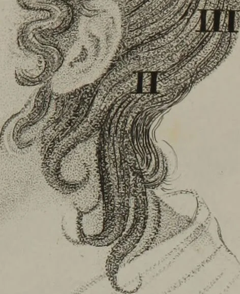 An illustration from Phrenology, or, The doctrine of the mental phenomena / by J.G. Spurzheim., 1846, leaf 571