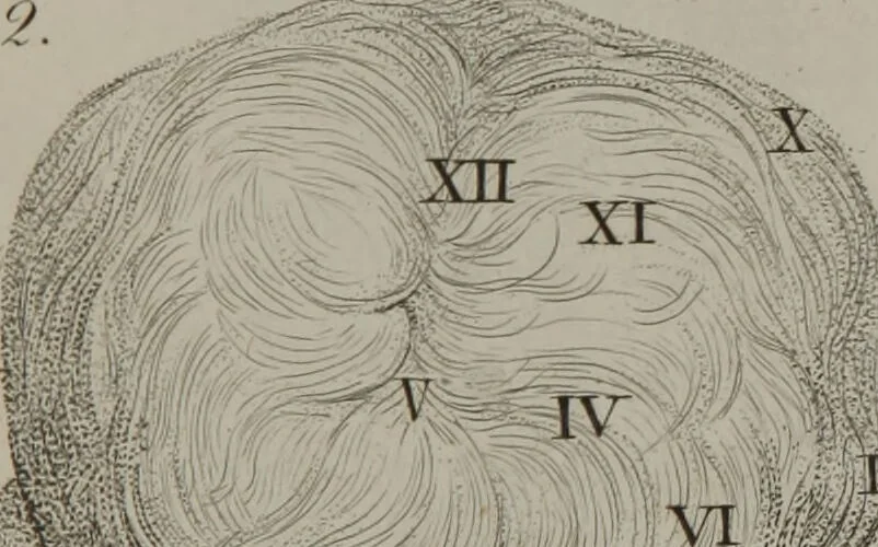 An illustration from Phrenology, or, The doctrine of the mental phenomena / by J.G. Spurzheim., 1846, leaf 573