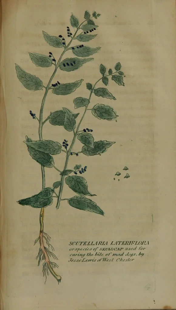 An illustration from Observations on hydrophobia, produced by the bite of a mad dog, or other rabid animal : with an examination of the various theories and methods of cure, existing at the present day, and an inquiry into the merit of specific remedies : also a method of treatment best adapted to the brute creation : in a series of letters to a friend / by James Thatcher., 1812, leaf 219