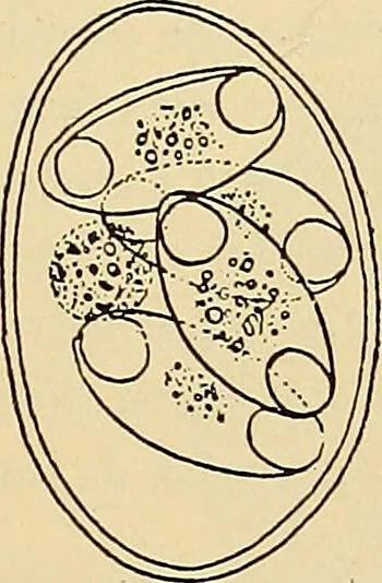 An illustration from Diagnostic methods, chemical, bacteriological and microscopical : a text-book for students and practitioners / by Ralph W. Webster ; with 37 colored plates and 164 other illustrations., 1909, leaf 177
