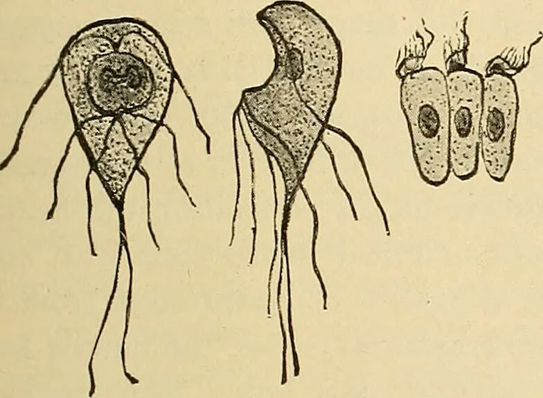An illustration from Diagnostic methods, chemical, bacteriological and microscopical : a text-book for students and practitioners / by Ralph W. Webster ; with 37 colored plates and 164 other illustrations., 1909, leaf 179