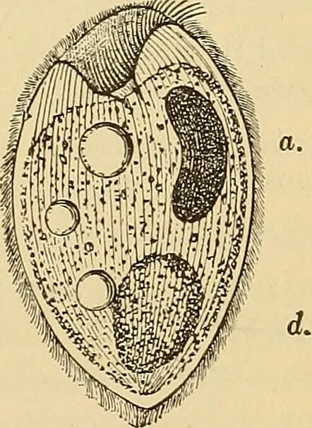 An illustration from Diagnostic methods, chemical, bacteriological and microscopical : a text-book for students and practitioners / by Ralph W. Webster ; with 37 colored plates and 164 other illustrations., 1909, leaf 179