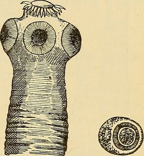 An illustration from Diagnostic methods, chemical, bacteriological and microscopical : a text-book for students and practitioners / by Ralph W. Webster ; with 37 colored plates and 164 other illustrations., 1909, leaf 181