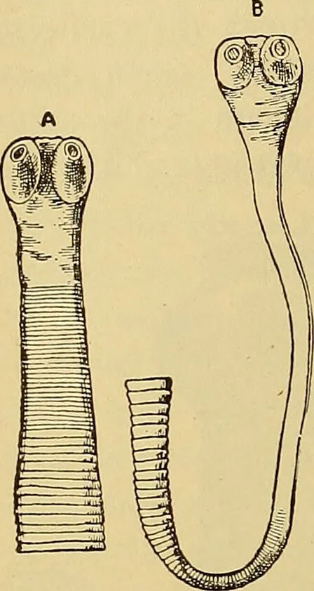 An illustration from Diagnostic methods, chemical, bacteriological and microscopical : a text-book for students and practitioners / by Ralph W. Webster ; with 37 colored plates and 164 other illustrations., 1909, leaf 182