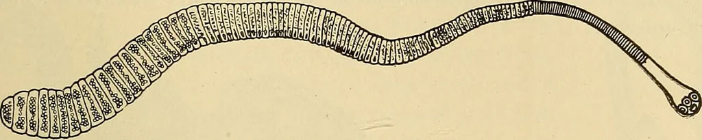 An illustration from Diagnostic methods, chemical, bacteriological and microscopical : a text-book for students and practitioners / by Ralph W. Webster ; with 37 colored plates and 164 other illustrations., 1909, leaf 183