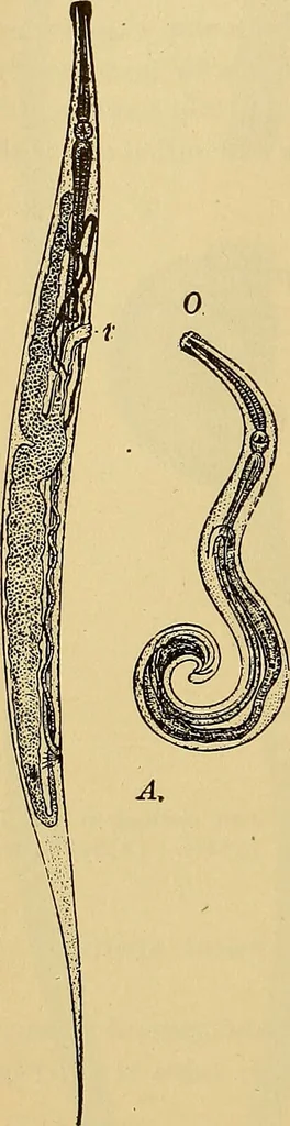 An illustration from Diagnostic methods, chemical, bacteriological and microscopical : a text-book for students and practitioners / by Ralph W. Webster ; with 37 colored plates and 164 other illustrations., 1909, leaf 188