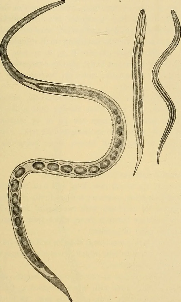 An illustration from Diagnostic methods, chemical, bacteriological and microscopical : a text-book for students and practitioners / by Ralph W. Webster ; with 37 colored plates and 164 other illustrations., 1909, leaf 189