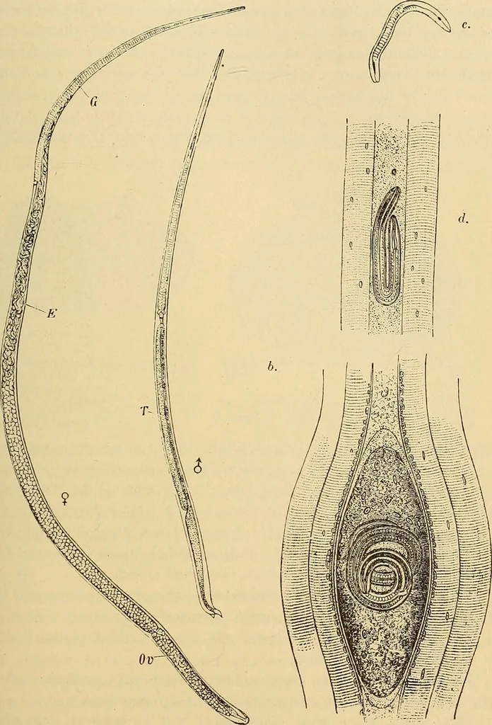 An illustration from Diagnostic methods, chemical, bacteriological and microscopical : a text-book for students and practitioners / by Ralph W. Webster ; with 37 colored plates and 164 other illustrations., 1909, leaf 191