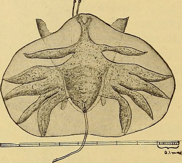 An illustration from Diagnostic methods, chemical, bacteriological and microscopical : a text-book for students and practitioners / by Ralph W. Webster ; with 37 colored plates and 164 other illustrations., 1909, leaf 192