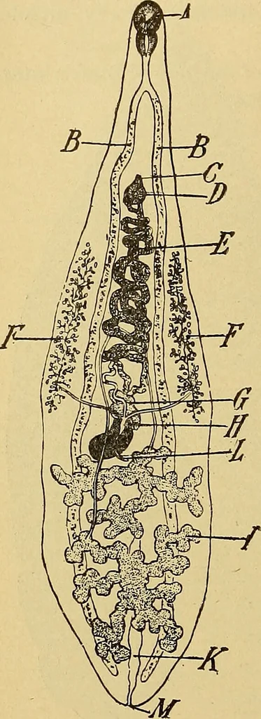 An illustration from Diagnostic methods, chemical, bacteriological and microscopical : a text-book for students and practitioners / by Ralph W. Webster ; with 37 colored plates and 164 other illustrations., 1909, leaf 202