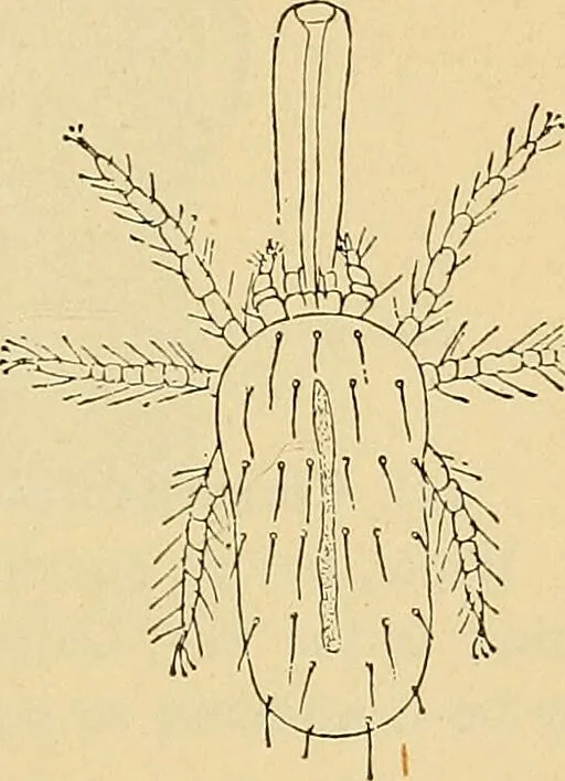 An illustration from Diagnostic methods, chemical, bacteriological and microscopical : a text-book for students and practitioners / by Ralph W. Webster ; with 37 colored plates and 164 other illustrations., 1909, leaf 205