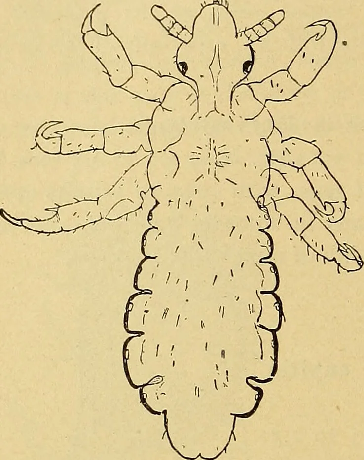 An illustration from Diagnostic methods, chemical, bacteriological and microscopical : a text-book for students and practitioners / by Ralph W. Webster ; with 37 colored plates and 164 other illustrations., 1909, leaf 206