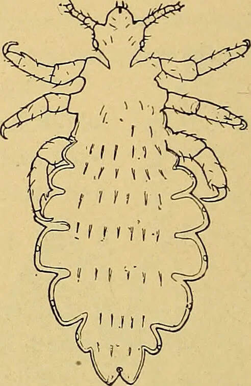 An illustration from Diagnostic methods, chemical, bacteriological and microscopical : a text-book for students and practitioners / by Ralph W. Webster ; with 37 colored plates and 164 other illustrations., 1909, leaf 206