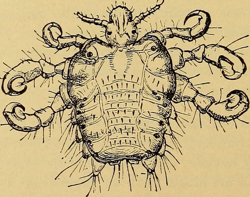 An illustration from Diagnostic methods, chemical, bacteriological and microscopical : a text-book for students and practitioners / by Ralph W. Webster ; with 37 colored plates and 164 other illustrations., 1909, leaf 206