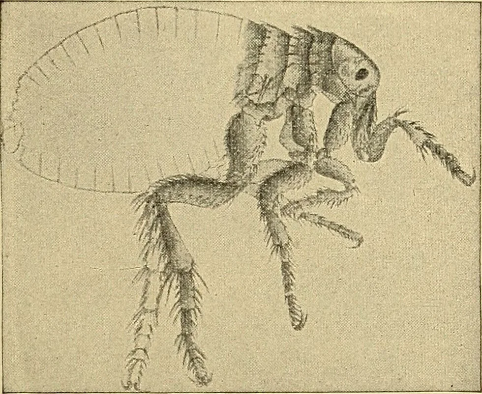 An illustration from Diagnostic methods, chemical, bacteriological and microscopical : a text-book for students and practitioners / by Ralph W. Webster ; with 37 colored plates and 164 other illustrations., 1909, leaf 207