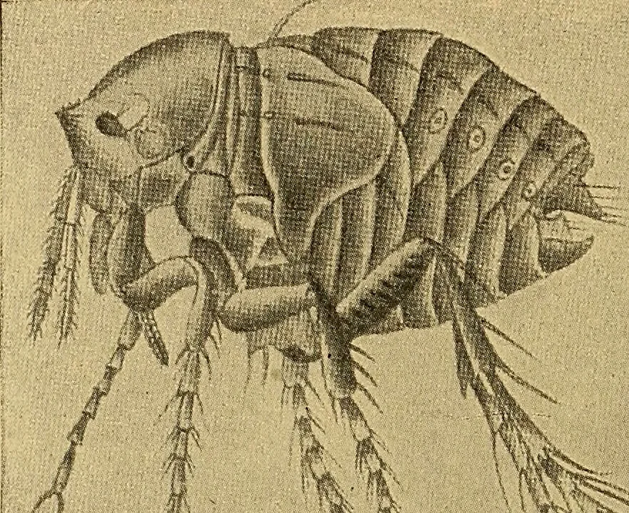 An illustration from Diagnostic methods, chemical, bacteriological and microscopical : a text-book for students and practitioners / by Ralph W. Webster ; with 37 colored plates and 164 other illustrations., 1909, leaf 208