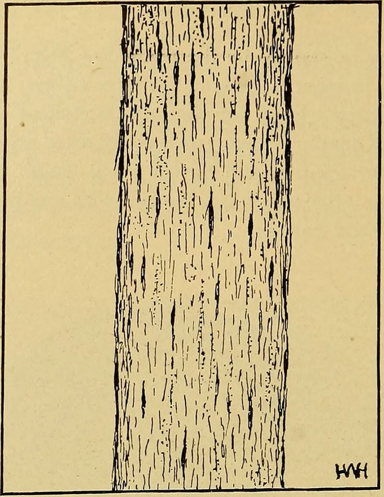 An illustration from Diagnostic methods, chemical, bacteriological and microscopical : a text-book for students and practitioners / by Ralph W. Webster ; with 37 colored plates and 164 other illustrations., 1909, leaf 210