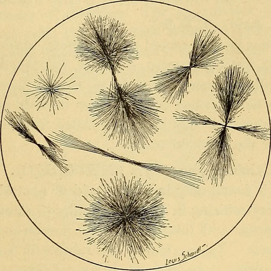 An illustration from Diagnostic methods, chemical, bacteriological and microscopical : a text-book for students and practitioners / by Ralph W. Webster ; with 37 colored plates and 164 other illustrations., 1909, leaf 385