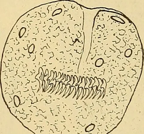 An illustration from Diagnostic methods, chemical, bacteriological and microscopical : a text-book for students and practitioners / by Ralph W. Webster ; with 37 colored plates and 164 other illustrations., 1909, leaf 417