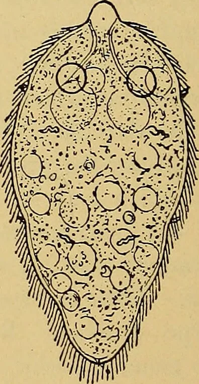 An illustration from Diagnostic methods, chemical, bacteriological and microscopical : a text-book for students and practitioners / by Ralph W. Webster ; with 37 colored plates and 164 other illustrations., 1909, leaf 418