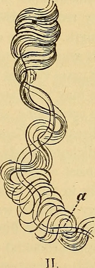 An illustration from Diagnostic methods, chemical, bacteriological and microscopical : a text-book for students and practitioners / by Ralph W. Webster ; with 37 colored plates and 164 other illustrations., 1909, leaf 45