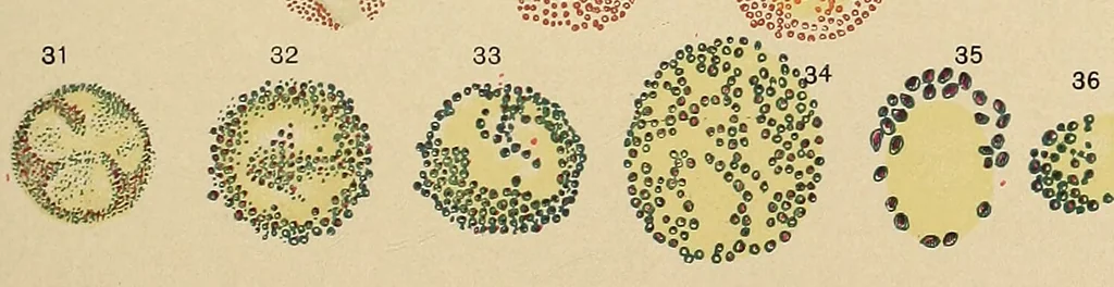 An illustration from Diagnostic methods, chemical, bacteriological and microscopical : a text-book for students and practitioners / by Ralph W. Webster ; with 37 colored plates and 164 other illustrations., 1909, leaf 551