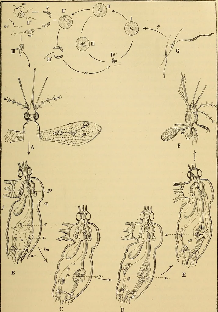 An illustration from Diagnostic methods, chemical, bacteriological and microscopical : a text-book for students and practitioners / by Ralph W. Webster ; with 37 colored plates and 164 other illustrations., 1909, leaf 649