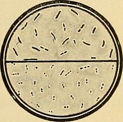 An illustration from Diagnostic methods, chemical, bacteriological and microscopical : a text-book for students and practitioners / by Ralph W. Webster ; with 37 colored plates and 164 other illustrations., 1909, leaf 65