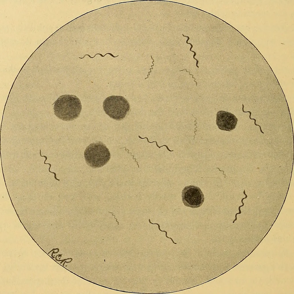 An illustration from Diagnostic methods, chemical, bacteriological and microscopical : a text-book for students and practitioners / by Ralph W. Webster ; with 37 colored plates and 164 other illustrations., 1909, leaf 658