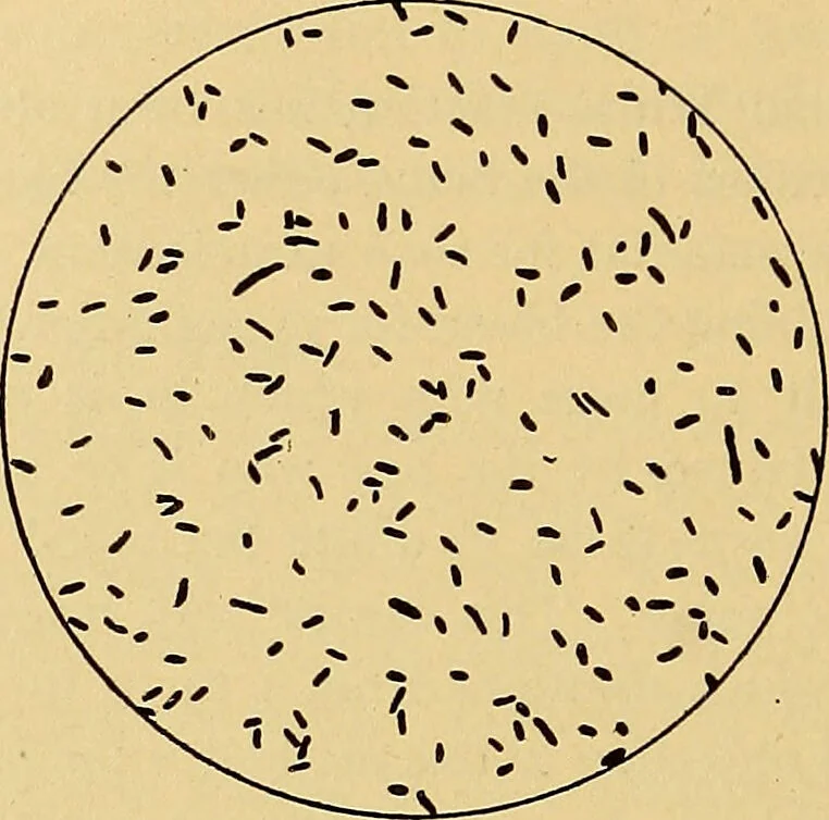 An illustration from Diagnostic methods, chemical, bacteriological and microscopical : a text-book for students and practitioners / by Ralph W. Webster ; with 37 colored plates and 164 other illustrations., 1909, leaf 666