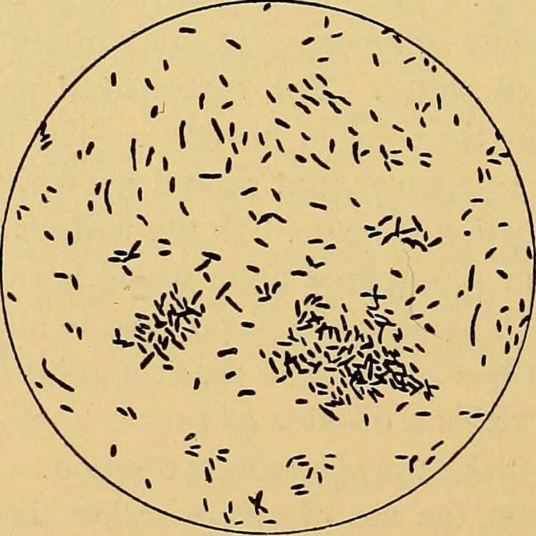 An illustration from Diagnostic methods, chemical, bacteriological and microscopical : a text-book for students and practitioners / by Ralph W. Webster ; with 37 colored plates and 164 other illustrations., 1909, leaf 666