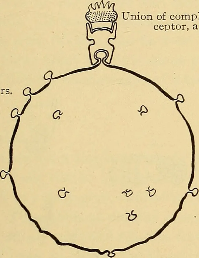 An illustration from Diagnostic methods, chemical, bacteriological and microscopical : a text-book for students and practitioners / by Ralph W. Webster ; with 37 colored plates and 164 other illustrations., 1909, leaf 675