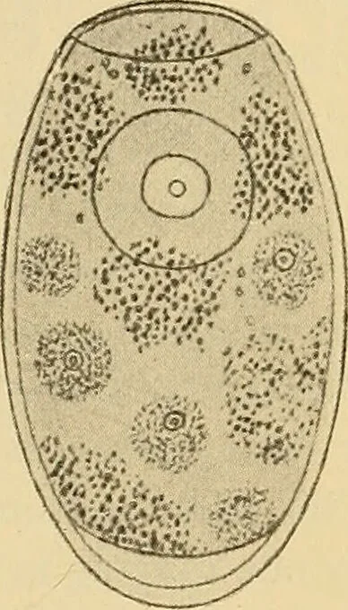 An illustration from Diagnostic methods, chemical, bacteriological and microscopical : a text-book for students and practitioners / by Ralph W. Webster ; with 37 colored plates and 164 other illustrations., 1909, leaf 71