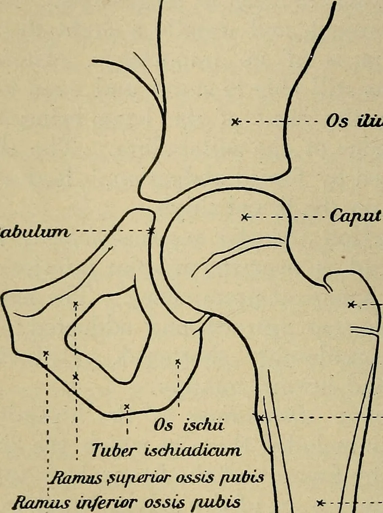 An illustration from Atlas and epitome of traumatic fractures and dislocations / by H. Helferich ; auth. tr. from the German, ed. by Joseph C. Bloodgood., 1902, leaf 368