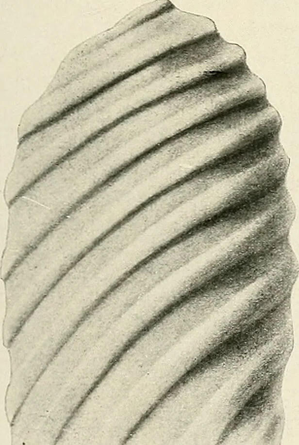 An illustration from Surgery of the lung / by C. Garrè and H. Quincke., 1913, leaf 265
