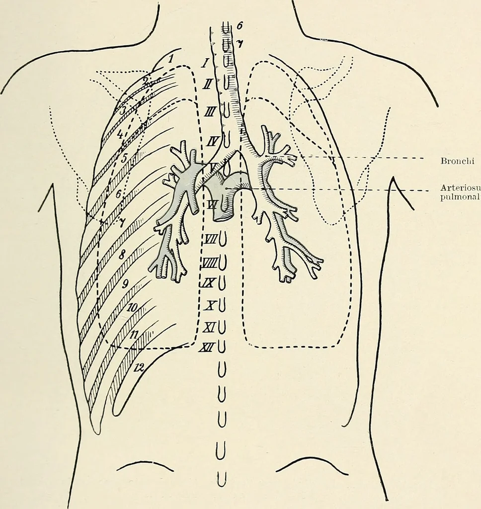 An illustration from Surgery of the lung / by C. Garrè and H. Quincke., 1913, leaf 33